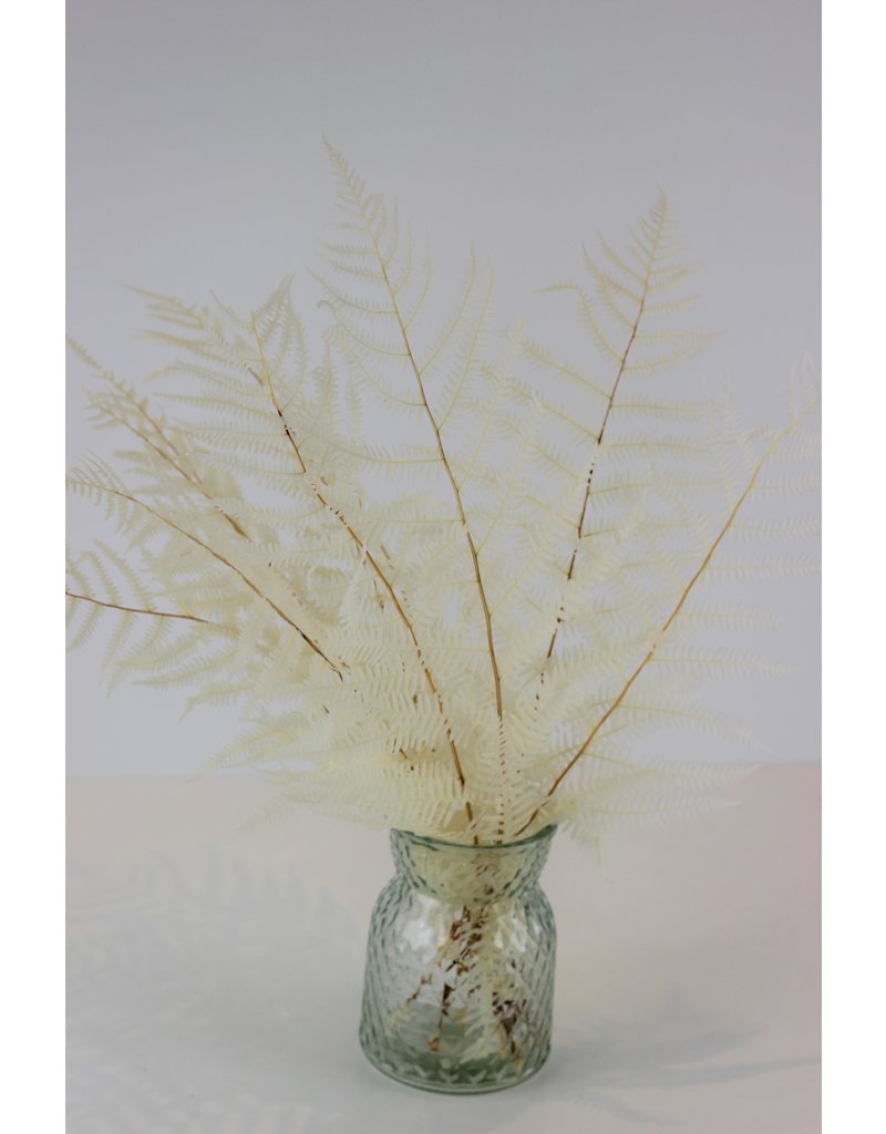 Preserved Mountain Fern - Bleached Bunch, 10 stems
