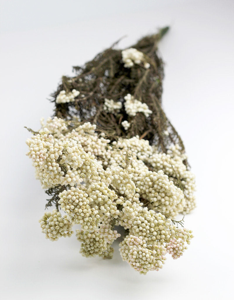 Preserved Rice Flowers - Bleached Bunch, 60 cm