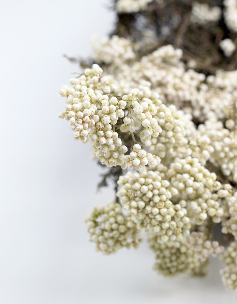 Preserved Rice Flowers - Bleached Bunch