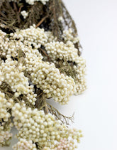 Preserved Rice Flowers - Bleached Bunch, 60 cm UK