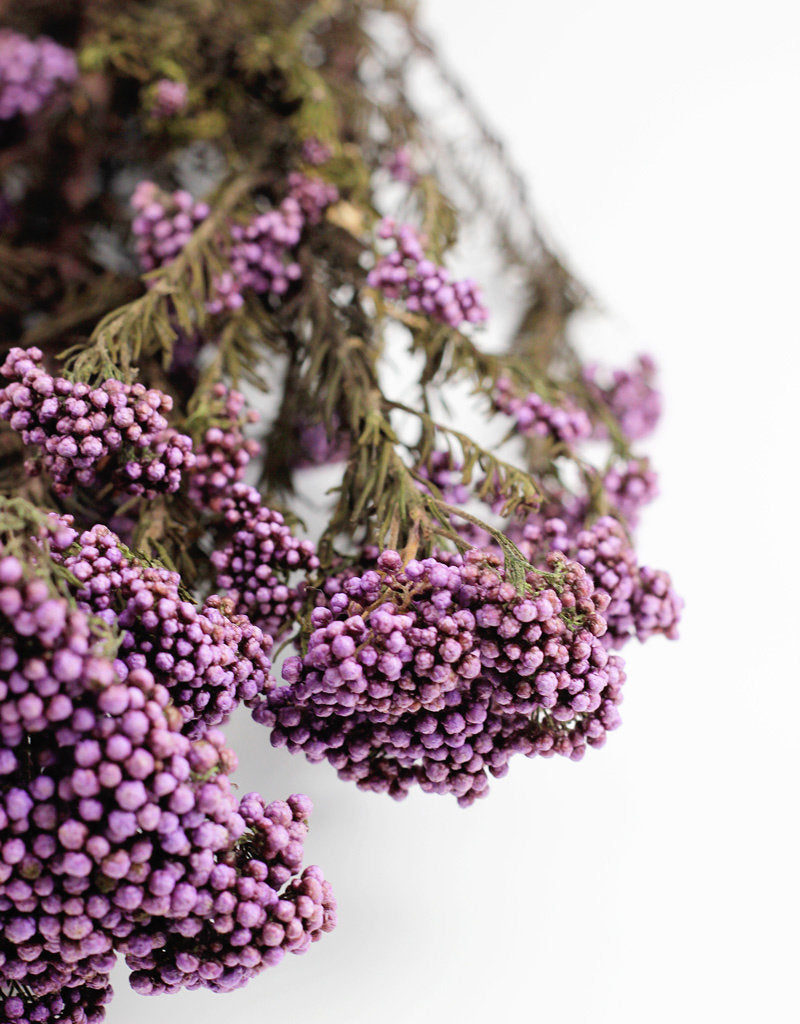 Preserved Rice Flowers Purple Bunch- 60cm l Dried Rice Flowers – Dried ...