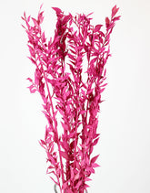 Preserved Ruscus - Cerise Pink Bunch, 65 cm