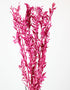 Preserved Ruscus - Cerise Pink Bunch, 65 cm