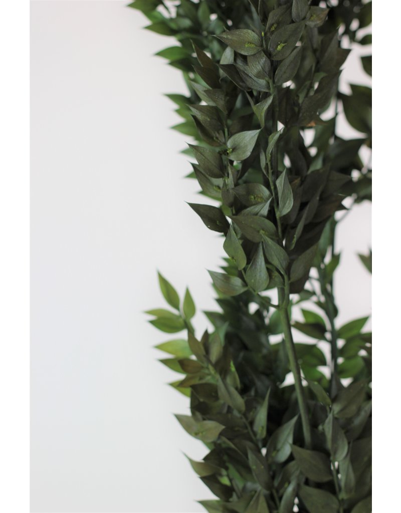 Preserved Green Ruscus Stems Bunch -65cm l Wholesale Ruscus Foliage UK ...