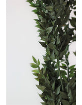 Green Ruscus 