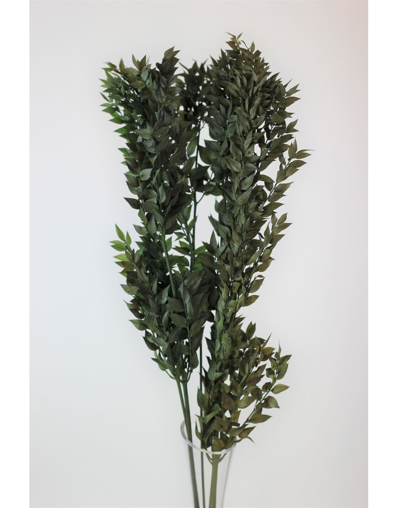 Preserved Green Ruscus Stems Bunch -65cm l Wholesale Ruscus Foliage UK ...