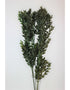 Preserved Ruscus Stems Green Bunch, 65 cm