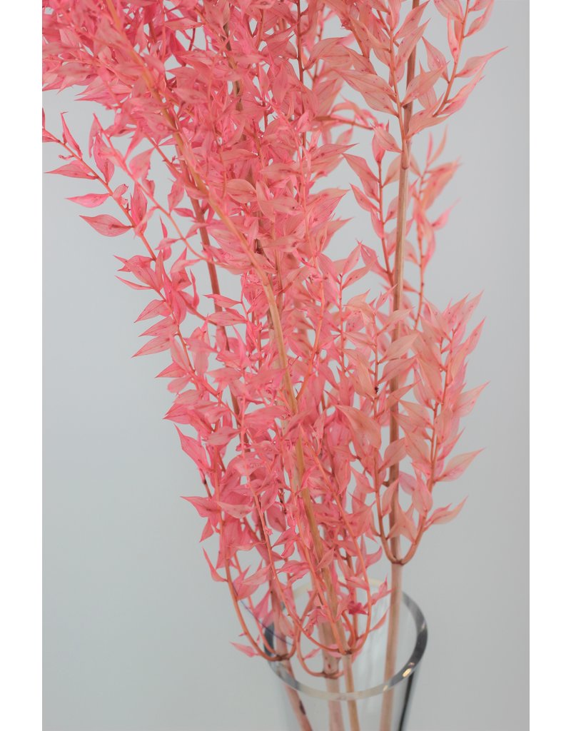 Preserved Ruscus - Light Pink Bunch, 75 cm