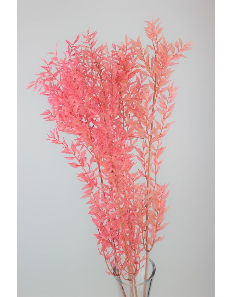 Stunning Light Pink Ruscus Bunch (5pc, 75cm) l Bulk Discounts